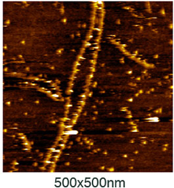 An atomic force microscopy image of the thrombin/DNA complex. Biodesign Institute at Arizona State University