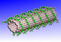Accelrys - polymer chain helically wrapping a carbon nanotube