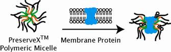 QBI Life Sciences - PreserveX Polymeric Micelles