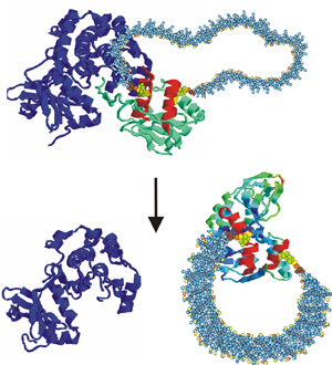 UCLA - Protein Kinase