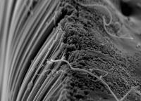 These spaghetti-like structures are carbon nanotubes viewed under an electron microscope. The manufacture of these nanotubes can produce toxic byproducts, researchers report.

Credit: Photo by Anastasios John Hart