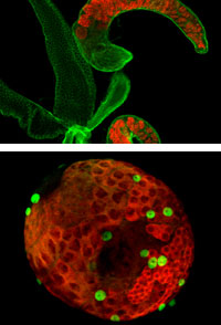 Top: Mutant Drosophila adult testis showing germ cells (red) and cell surface and fusome (green). Bottom: Early stage (third larval instar) wild-type (normal) Drosophila testis showing germ cells (red) and cell surface and pigment cell nuclei (green). Credit: van Doren Lab/JHU