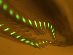 Scripps Institution of Oceanography at UC San Diego 

Fluorescence shown along the body structure of amphioxus.