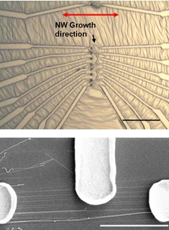 Nanowire electronics: (Top) Optical image shows metal electrodes attached to zinc oxide nanowires using the NIST technique. Dark spots near the center are the gold pads that start nanowire growth; red arrow shows direction of growth. Scale bar is 50 micrometers long. (Bottom) Scanning electron microscope image shows electrodes connected to group of nanowires. Scale bar is five micrometers long.

Credit: NIST