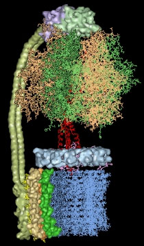 Rotary motor ATP synthase manufactures ATP for the rest of the cell. Credit: Sun Lab / JHU