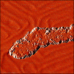 A scanning tunneling microscopy (STM) image taken of ceria nanoparticles on a gold surface. Size: 40 x 40 nanometers.