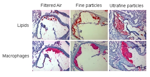 Red staining in sections of the aorta represents lipid and macrophage content, which are part of the atherosclerotic plaque development. Exposure to ultrafine particles shows highest degree of plaques.
