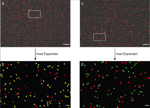 Image B is standard dual-color image of red and green nanoparticles in the presence of a cancer gene sequence. Note that the nanoprobes occasionally overlap in the image to create the appearance of yellow probes. Image D is a similar dual-color image of red and green nanoparticles clarified by new Georgia Tech and Emory technology.