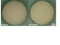 Macroscopic photographs of scaffolds before (left) and after (right) nanosphere incorporation