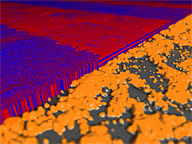 A novel technique for controlling the orientation of nanostructures (red and blue) is to use disordered, roughened substrates. Silica nanoparticles (orange), cast onto silicon substrates (grey), create tunable substrates which can control self-assembly, despite inherent disorder.

Credit: NIST