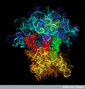 Molecular model of a ribosome Credit:MRC Lab of Molecular Biology