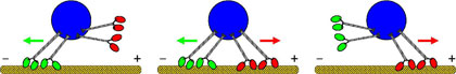 The competition between molecular motors: A blue cargo is transported by two teams of molecular motors moving along the yellow microtubule. The red team of motors is pulling to the right towards the positive end (+), while the green team is pulling to the left towards the minus end (−). When both teams pull (in the center), they cancel each other out so the cargo hardly moves forwards. As soon as one team gains the upper hand, it moves quickly as the opposing motors are removed from the microtubule.

Image: Melanie Mller / MPI of Colloids and Interfaces