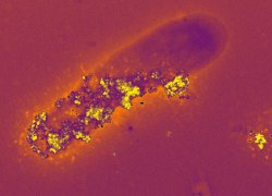 A bacteria cell living in a no-oxygen environment "breathes" using mineral nanoparticles.

Credit: Saumyaditya Bose, Virginia Tech