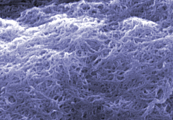Scanning electron microscope image of 'cleaned' carbon nanotubes at NIST (color added for clarity.)

Credit: NIST