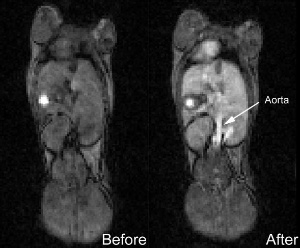 Luna Innovations has produced and demonstrated a prototype contrast imaging agent designed to be more effective at enhancing images and is potentially safer than current MRI agents. Here, images of a mouse show contrast quality before and 30 minutes after administration with noticeable enhancement. Luna is building a portfolio of nanomedicines aimed at disease targeting and diagnostic imaging based on their new HYDROCHALARONE(TM) family of molecules. (Photo:Business Wire)