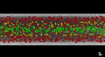 FAST FLOW THROUGH CARBON NANOTUBES: The animation starts with the depiction of the water flow through a regular "rough" pipe. The molecules near the wall stick to it and move much slower than the molecules in the middle of the pipe. Colors indicate the speed of the molecules -- green are fast, yellow are slower, red are the slowest.
The rough pipe fades and the carbon nanotube appears. All the molecules in the carbon nanotube move fast (green). They do not stick to the surface of the nanotube because that surface is very slippery. The water molecules travel in chains because they interact with each other strongly via hydrogen bonds. These two effects (the slippery nanotube surface and formation of water molecule chains inside the nanotube) combine to produce this phenomenon of ultra-fast flow through carbon nanotubes.
Animation by Kwei-Yu Chu/LLNL - https://publicaffairs.llnl.gov/news/news_releases/2008/NR-08-06-03.html