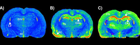Cross-sectional autoradiograms of rodent brains showing (A) control physiological state; and (B) and (C) showing
distribution of brain injury from an injected neurotoxicant. Red areas indicate the highest concentrations of a
biomarker that identifies brain areas that are damaged by the neurotoxicant. Credit: Guilarte Lab