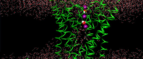 To understand electrical activity of nerve cells, the Asthagiri Lab develops simulations that show selectivity of channel proteins (in green) for potassium ions (in purple). Credit: Asthagiri Group / JHU
