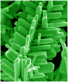 Researchers at Rensselaer discovered a new method to create branched nanorods, as seen in this scanning electron microscope image. Such nanorods could one day enable new nanoscale thermoelectric devices for power generation, as well as nanoscale heat pumps for cooling hot spots in nanoelectronics devices.

Photo Credit: Rensselaer/Ramanath