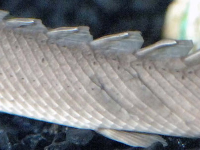 Researchers at MIT's Institute for Soldier Nanotechnologies have unraveled exactly how the layers of the fish's scales complement one another to protect the soft tissues inside the fish body. Photo / Donna Coveney
