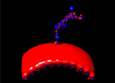 A still image from a molecular dynamics simulation showing negatively (red) and positively (blue) charged areas of the nanoparticle. Part of the peptide is shown in the lower half of the frame and the reactive molecule attached in the middle.