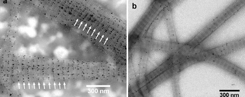 Transmission electron micrographs of reconstituted type I collagen fiber from mouse tail tendon after incubation with gold nanoparticles. The white arrows indicate positions of nanoparticles on collagen fibers. Credit: AMS