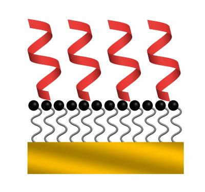 With soft-landing techniques, the peptides fashion themselves into stable helices (in red).

Credit: Julia Laskin/Pacific Northwest National Laboratory