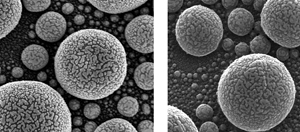 In-depth look: An image of gold atoms on tin from a state-of-the-art scanning electron microscope (left) has relatively poor depth of fieldonly parts of the image are in sharp focus. By contrast, the entire image from a helium ion microscope image (right) is sharp and clear. NIST researchers are studying helium ion microscopes to improve measurements at the nanoscale that are important to the semiconductor and nanomanufacturing industries.

Credit: NIST