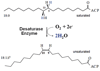 Desaturation of Fatty Acids -- introducing a double bond turns bad fat into good fat.