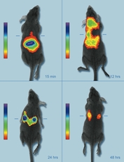 A live mouse model showing the accumulation of near infrared fluorescent nanoparticles in breast cancer tumors for enhanced imaging. 