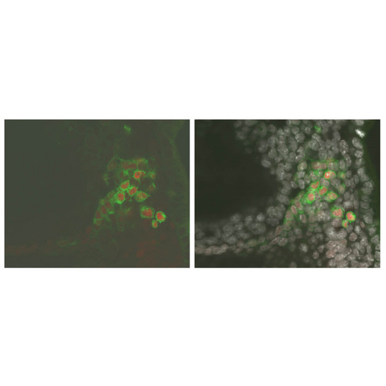 Figure 1: Sox2 is among the genes upregulated by Blimp1 as part of the PGC developmental program. These cells have been fluorescently labeled to illustrate this process; Blimp1-expressing cells are labeled green, Sox2 protein is labeled red. In the right panel, cell nuclei have also been labeled with a generic staining agent and pseudo-colored white to reveal all individual cells in the specimen. Shown is a posterior part of a day 7.5 embryo.