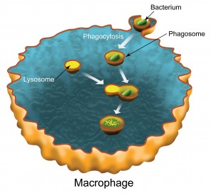 Phagocytosis is the process by which a macrophage type white blood cell engulfs a bacterium in a membrane-bound shell called a phagosome. The phagosome fuses with a lysosome which carries digestive enzymes that destroy the bacterium. (Image by Flavio Robles, Berkeley Lab Public Affairs-CSO)