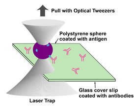 Basic scheme of an optical tweezer-based sensor of biological particles. A microsphere covered with a specific antigen (such as a virus or other infectious agent) is trapped and pulled away from a surface containing the corresponding antibodies. The minimum amount of force applied to the tweezers to break the bonds can provide information on the concentration of antibodies on the surface.

Credit: NIST