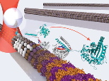 Image courtesy / Ahmad S. Khalil; Kathleen M. Flynn; and Wonmuk Hwang
Kinesin, a small motor protein found in cells, walks stepwise on microtubules to perform cellular processes. In each step, a power stroke is generated when two mechanical elements (neck linker, in red, and cover strand, in blue) form a beta-sheet that folds to drive the protein forward.