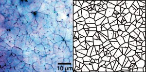 On the left is a visible light microscopy image of a polished nacre surface, on the right is a simulated layer of nacre via the theoretical model of nacre formation developed by Pupa Gilbert and Susan Coppersmith of the University of Wisconsin-Madison.