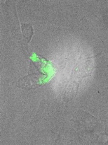 Image / Strano Laboratory
This image shows the cell after hydrogen peroxide is added. The change in fluorescence provides a "fingerprint" that allows different molecules to be identified.