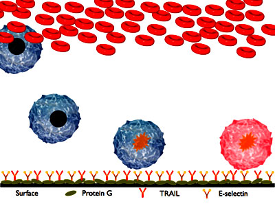 A schematic of the two-receptor cancer neutralization concept. Cancer cells present in blood stick and roll on the selectins on the surface of the device. While rolling they bind to TRAIL and accumulate the self-destruct signal. Once they detach from the surface and leave the device, they will die 1-2 days later.
