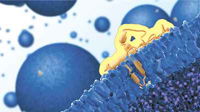 This image from an animation created by Ammon Posey, Martin Rietveld and the Hill Lab depicts a Bcl-XI protein creating a pore in a lipid vesicle.