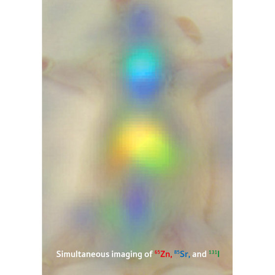 Figure 1: Compound image from a Compton camera showing the positions of three different radioisotopes, zinc (red), strontium (blue) and iodine (green), in a live mouse. (This work was completed in compliance with Japan's ethical standards for experiments on live animals.)

Reproduced from Ref.1  2008 by permission of The Royal Society of Chemistry (RSC)