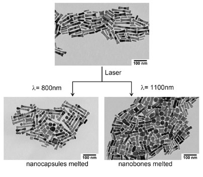 The top image shows a mixture of gold nanoparticles. The longer particles are called nanobones, and the smaller are nanocapsules. Bottom left: After the nanoparticles are hit with 800 nanometer wavelength infrared light, the nanocapsules melt and release their payload. Nanobones remain intact. Right: After the nanoparticles are hit with 1100 nanometer wavelength infrared light, the nanobones melt and release their payload. Nanocapsules remain intact. Image / Andy Wijaya