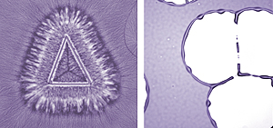 Crystallization (left) occurs as polymers harden into thin films, which are used widely in electronics technology. But when dewetting (right) also occurs, inhomogeneities in the film can degrade performance. NIST scientists found that temperature determines which process dominates film formation, and that keeping certain angles between crystallization fronts can largely prevent dewetting.

Credit: NIST