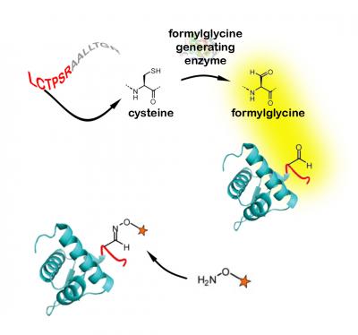 DNA for the core sequence of six amino acids -- leucine, cysteine, threonine, proline, serine, and arginine (red letters) -- is cloned into the gene for the recombinant protein at the locus to be chemically modified. The cell's own FGE converts the cysteine in the sequence to formylglycine, outfitting the protein with an aldehyde group. Synthetic molecules (starred) that are specially equipped to react with the aldehyde group modify the protein at that site and no other. Many kinds of proteins can be tagged in this way; "generic" proteins are pictured here.

Credit: Carolyn Bertozzi laboratory, UC Berkeley, Lawrence Berkeley National Laboratory