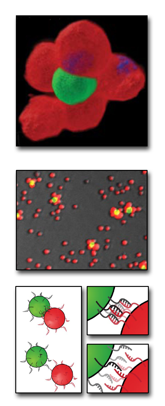 From the bottom up: how to build a microtissue. At bottom, cells bearing complementary single strands of DNA on their surfaces react with each other to form stable cellcell contacts. At center are Jurkat cells stained red or green, labeled with different, complementary DNA sequences, and combined at a ratio of 50 to 1. At top, the two cell types are shown joined in a 3-D multicellular structure.