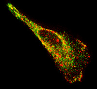 Image of a motile epithelial cell showing native mRNA (red) and a protein known to bind to mRNA (green). The image reveals a high concentration of mRNA and proteins along the edges and ends of the cell. (Image courtesy of Philip Santangelo)