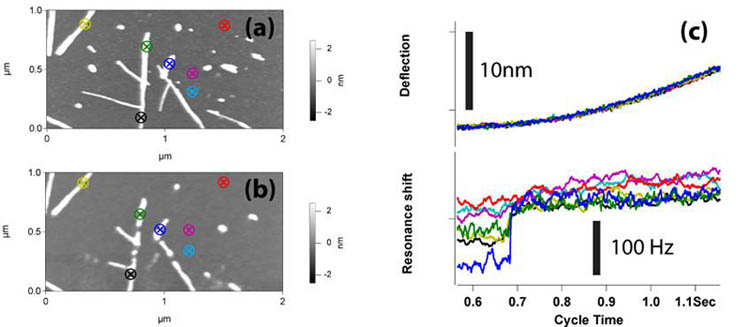 Sub-zeptoliter thermal decomposition of Insulin Fibers.  (a) shows a 1x2m AC (tapping) mode image of insulin fibers deposited on a mica surface. After imaging, a series of thermal-bending compensated, low-temperature thermal cycles were performed in a 12x6 array of points.  A small selection of those locations are indicated by the colored markers in both (a) and (b). (b) shows an AC image of the same region after the thermal cycling was complete, showing numerous gaps in the fibers where thermomechanical decomposition has occurred.  (c) shows the local thermal expansion (top deflection plots) and resonant frequency shifts (bottom plots) associated with the thermal cycles, color coded by location.  Note the clear signal associated with thermal decomposition of the fibers visible in the resonant frequency shift curves.  The deflection curves show no significant response at the same temperature.  Note that some tip broadening has occurred during the thermal cycling that reduces the resolution between (a) and (b).  Because the heating cycles were made at constant load, compensated for the thermally induced bending of the lever, the resonant shifts can be primarily attributed to thermal decomposition, rather than simple mechanical effects.
