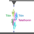 The Titin-Telethonin-complex, fixed at the tip of an atomic force-microscope
