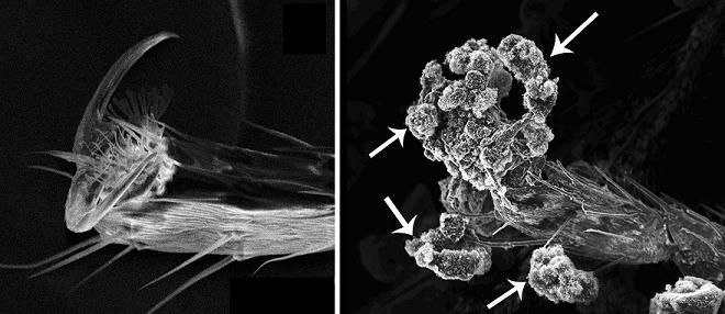 Nanotoxicity
 Microscopy shows a clean foot and leg of a fruit fly (left), and a foot and leg covered with carbon nanostructures (arrows). Adhering nanostructures may have impeded movement, respiration and vision in adult flies but did not appear toxic to fly larvae that ingested it. 