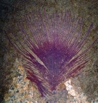 Scientists discovered that nanostructures found in this 40-million-year-old fossil were responsible for producing iridescent colors in the living feather.
