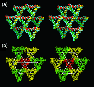 Researchers created 3D DNA structures by using single-stranded sticky ends that link double helices in DNA triangles that point in different directions.