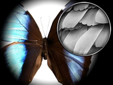 An electron microscope image of a butterfly's wings. 
Graphic: Christine Daniloff; electron micrograph image courtesy of the NSF. 